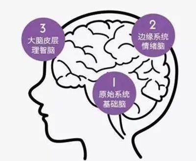 人类的情绪脑占大脑体积的70,当有危险时,情绪脑控制身体,理性脑退居