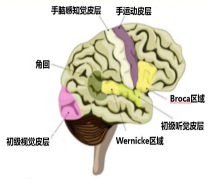 【手腦感知】手腦感知與手腦運動的相互關係