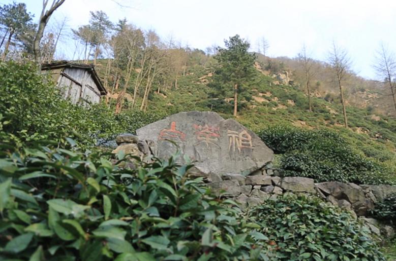 最後一天鮮似雞湯的安吉白茶非遺大師自家茶園出產香若幽蘭氨基酸加倍