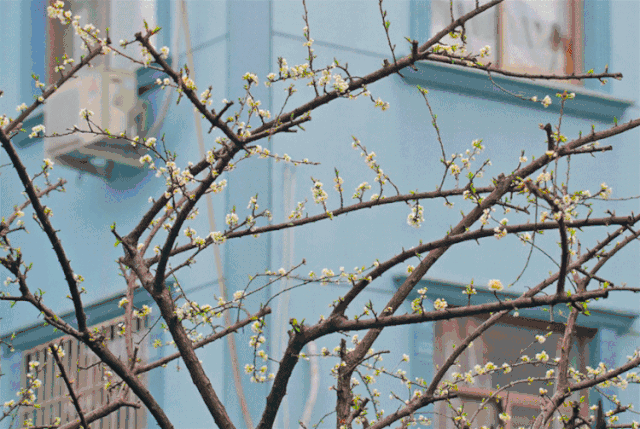 这些在慈溪常见的花花草草你能叫出多少名