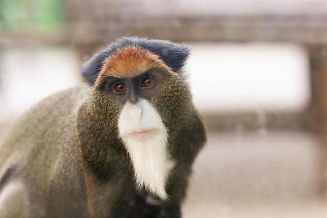 鄭州動物園成人票30交通方便值得一看