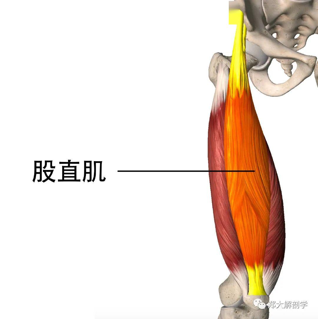 股四頭肌是由4塊肌肉組成,力量極大;4塊肌肉中只有股直肌附著於骨盆.