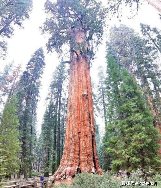 全球最大的树,有3500多年历史,直径达11米,需20人环抱才能抱住_世界