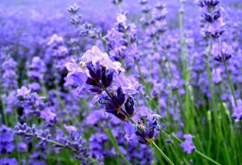 每日一花小星辰花花朵小花色紫白细柔飘逸