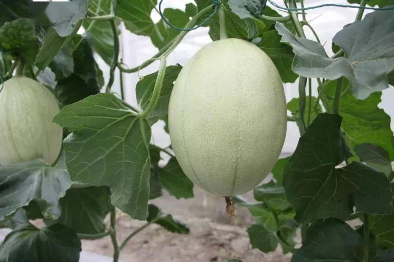 寻味三门,瓜香万家|趁春光正好,来三门赴一场甜蜜之约!_甜瓜