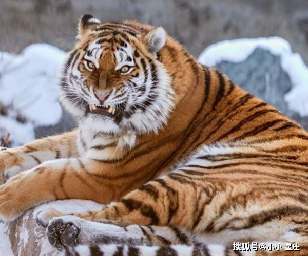 原创属虎人在5月,运势大爆发,财运"飙升",全家大富大贵!