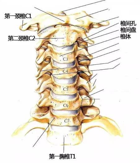 正常人体颈椎示意图图片