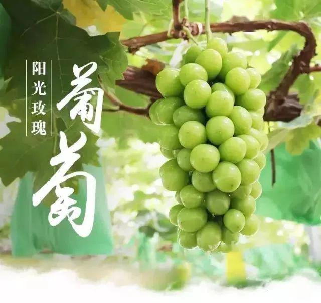 创会会长吴开松单位深圳神农果业,上央视了!_葡萄园