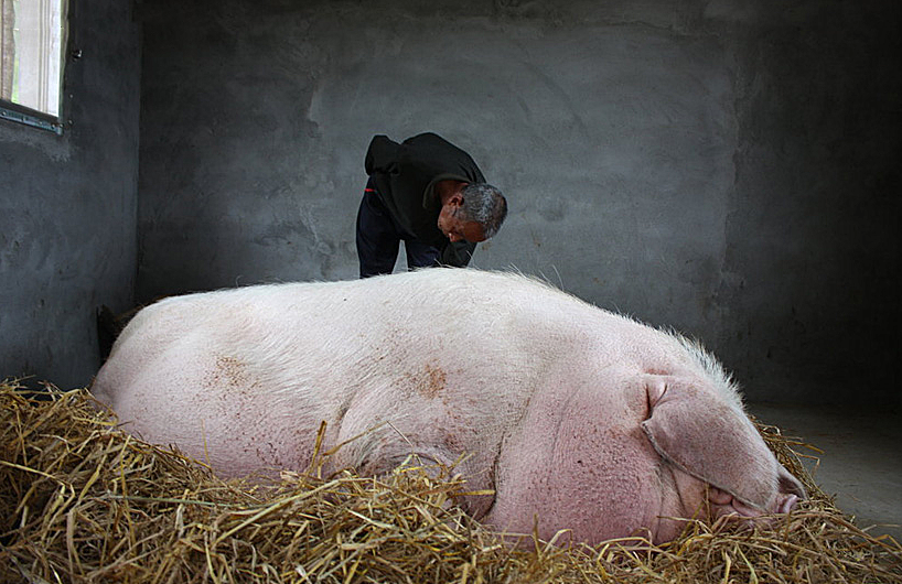 原创大爷养了一头猪悉心照料后体重竟飙升至快2000斤是猪王无疑了