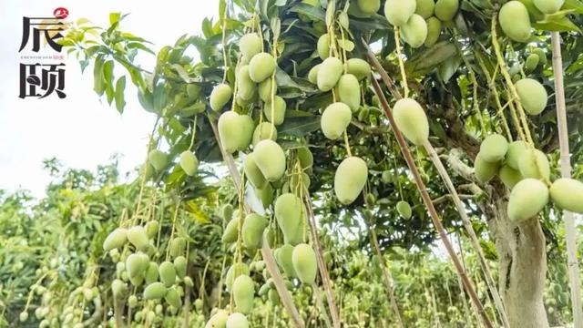 辰颐物语香甜柔嫩小身材大能量海南小台芒来一波