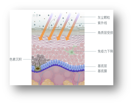 促进干细胞增殖和分化,修复受损的角质细胞,重建皮肤屏障