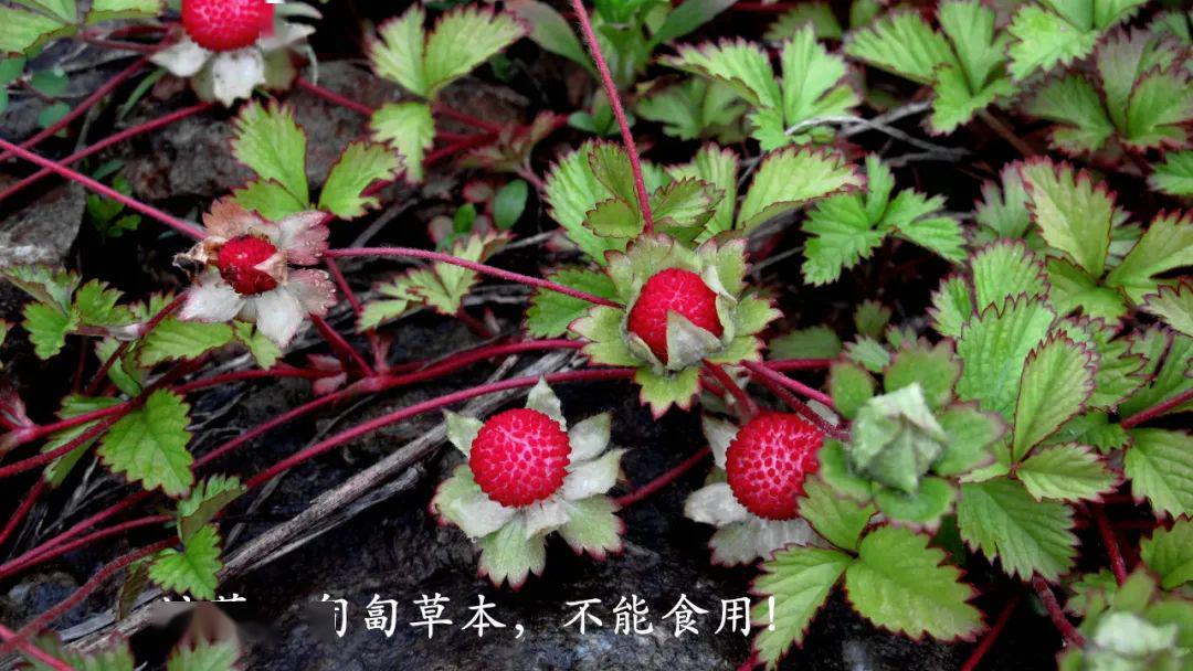 野草莓的药用功效图片