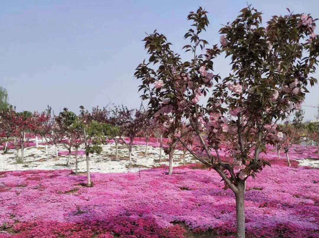 河南 洛阳to:信职信阳 光山to:信职玻璃栈道明晃晃的映出游人或惊或喜