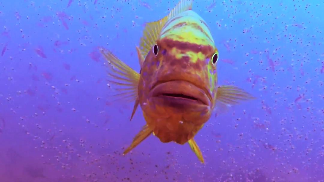 震撼水下实拍坦湖最大的慈鲷90天使