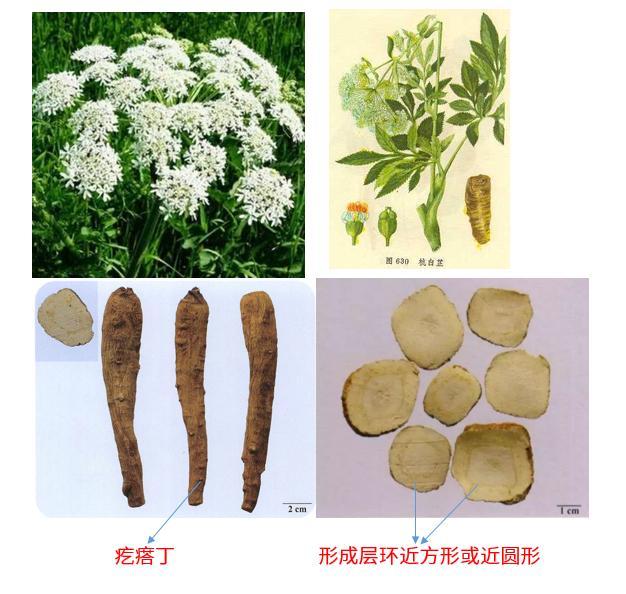 每日一药 丨 白芷_习称