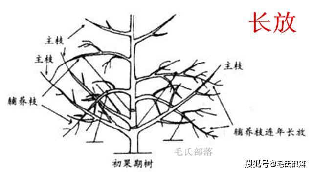 蘋果樹栽培技術蘋果樹縮剪與緩放技術