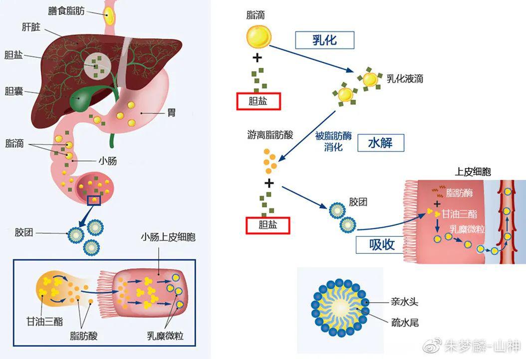 肥胖背后的秘密23-脂肪吸收,一共需要几步(下)