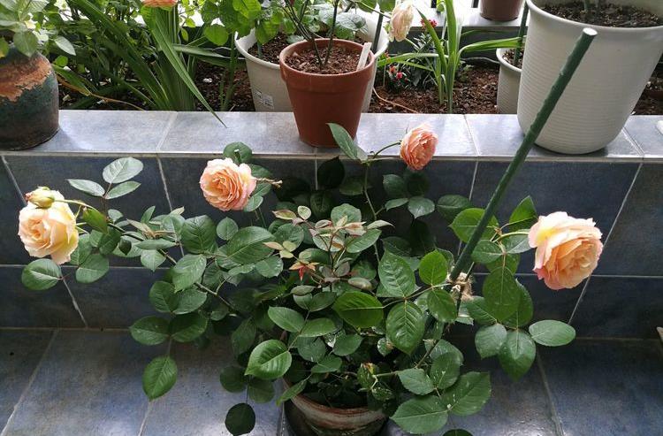 阳台养花那就养盆芳香王阳台花开红艳娇嫩芳香满室宜人