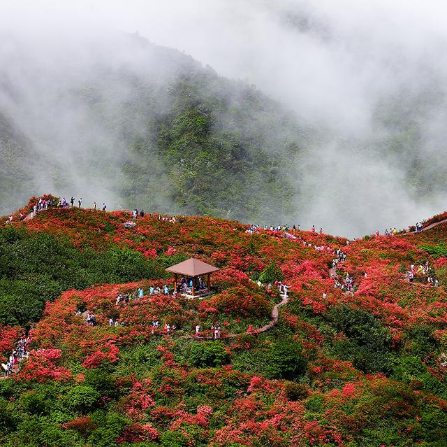 大圍山最新花況杜鵑花已開五一邀君至大圍山賞花踏青