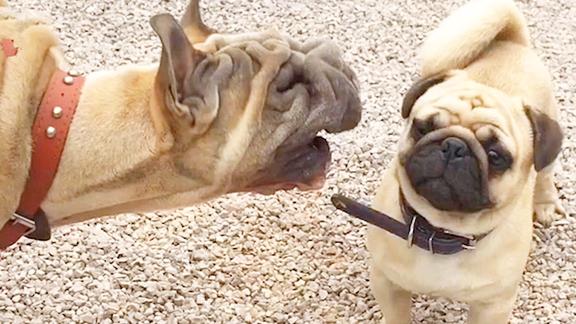 狗子吵架这脖子有点不科学啊