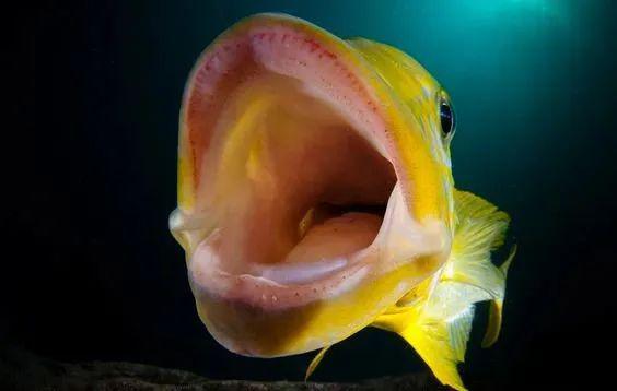 震撼水下实拍坦湖最大的慈鲷90天使