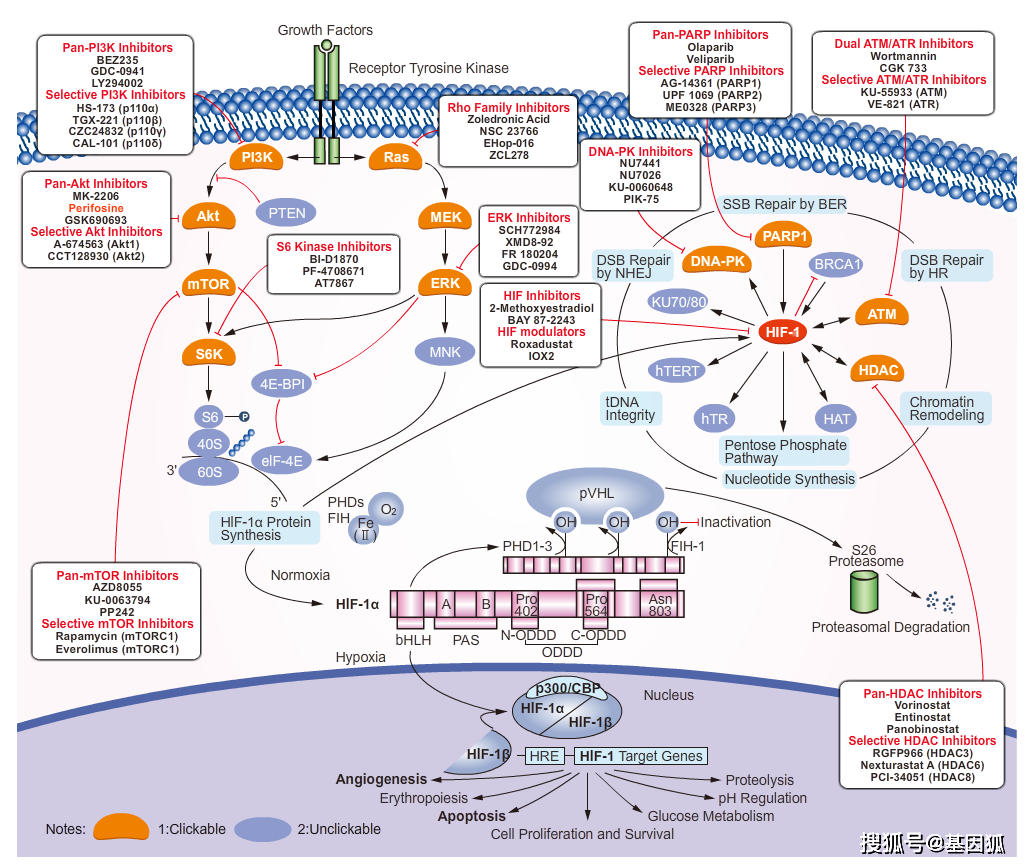科普 | 低氧诱导因子（hypoxia-inducible factor, HIF）与肾病治疗简介_患者