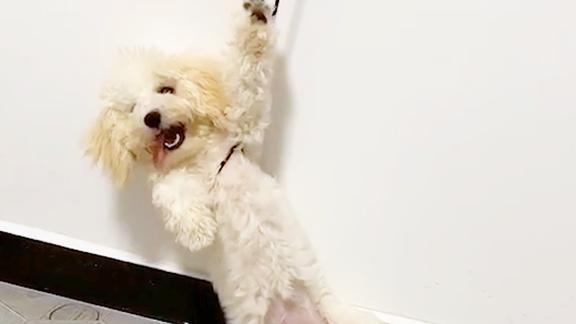 汪星人在上演上吊吗狗子很会演啊