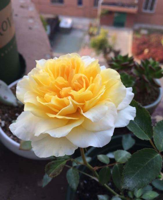 原创种花养草首选月季魔力光辉一花双色娇嫩美艳值得拥有