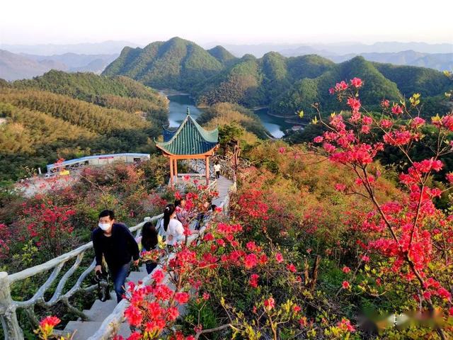 通山大幕山杜鹃花地址图片