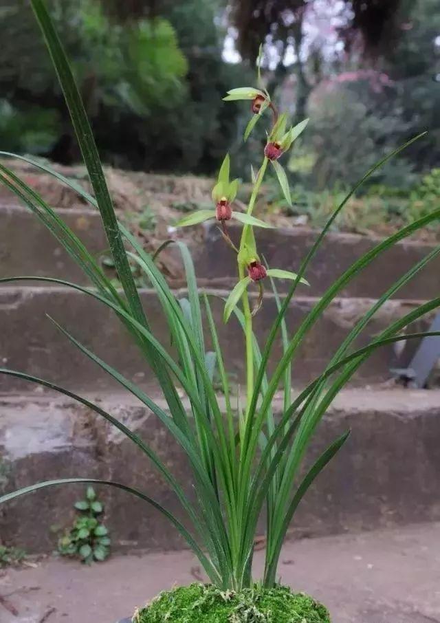 兰花送春出奇花叶形图片