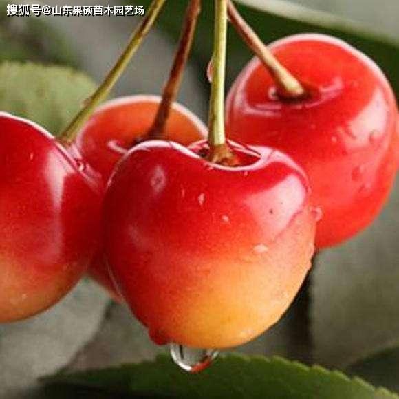 2020年最好的櫻桃苗品種介紹魯櫻3號大櫻桃當之無愧