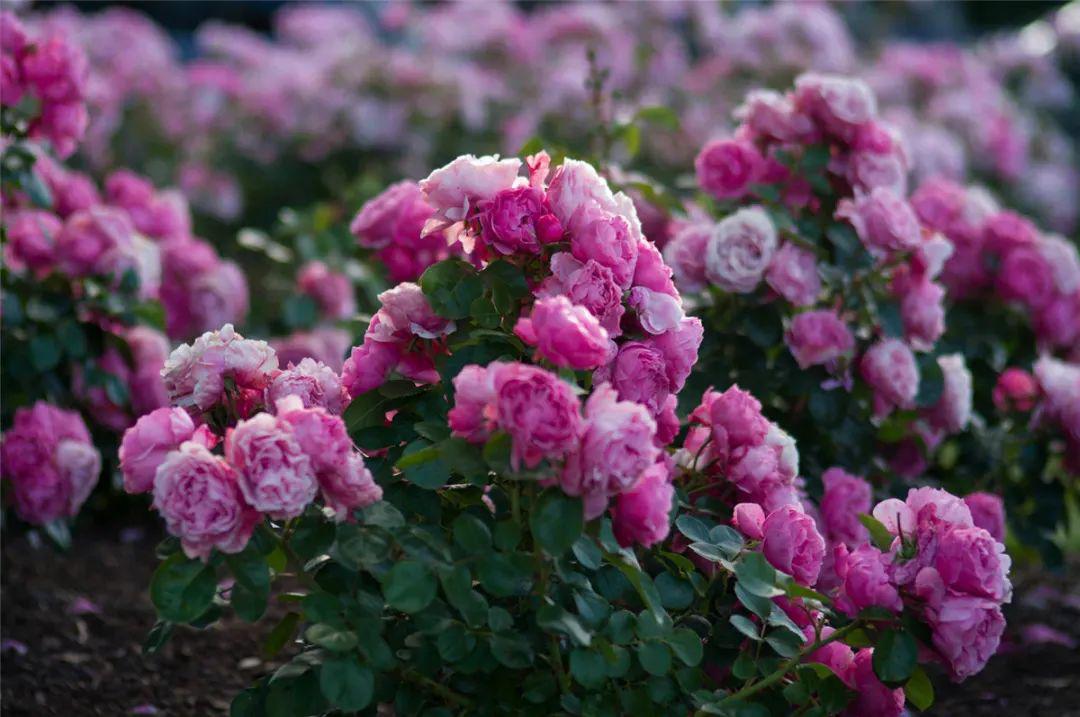 千亩花海灿若云霞江苏二师竟有一片超高颜值的学生实习实践基地