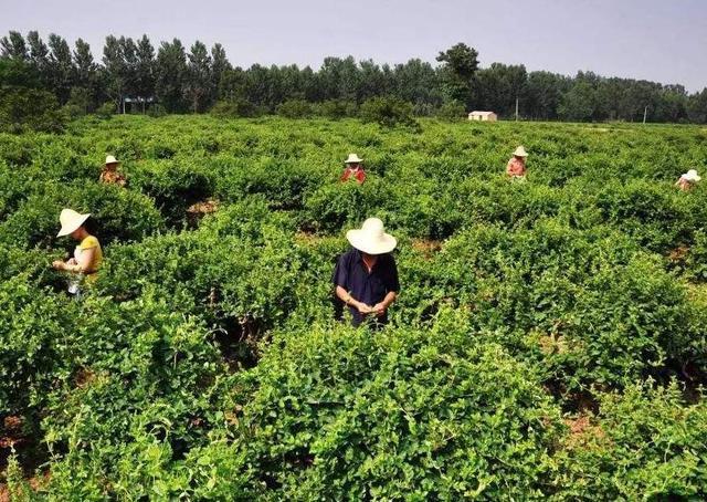 农村种植什么能赚钱看看这4种咋样关键是它们有市场呀