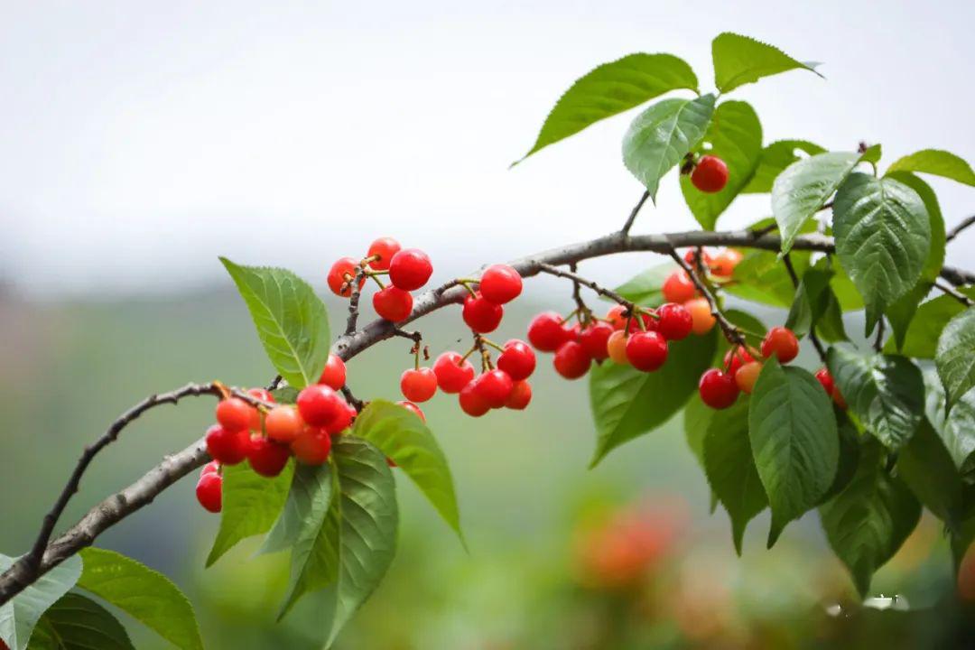 近段时间,大家期待已久,垂涎欲滴的威宁龙街樱桃成熟了!
