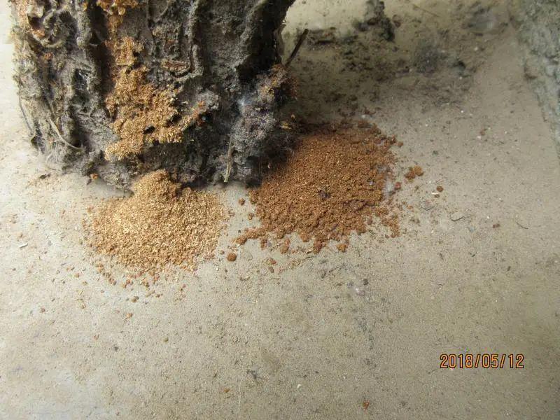 这是天牛危害后形成的锯末状蚧壳虫游离状态,看看日期就明白,这是用药