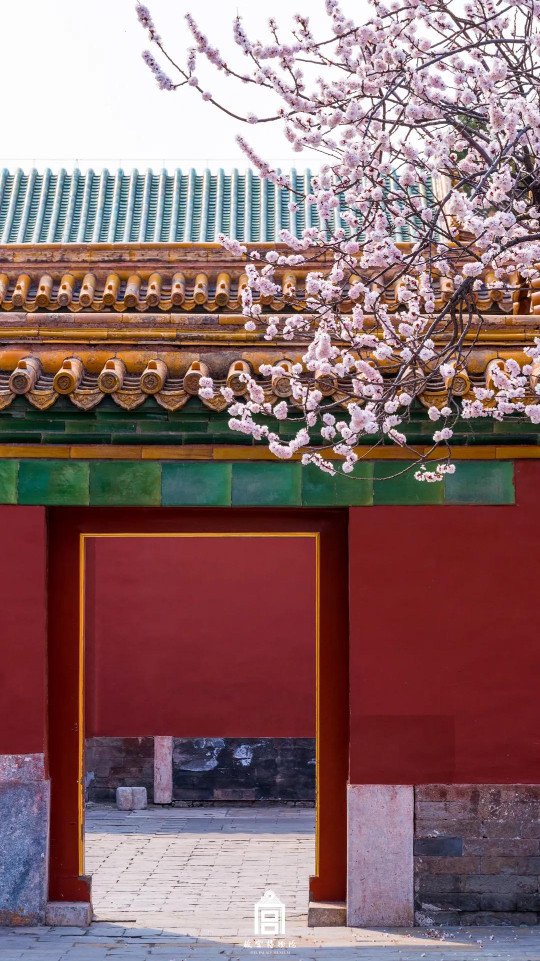 传来莹白 传来洋红 传来鹅黄 落在我们 眼前,指尖,心头 正是赏牡丹的