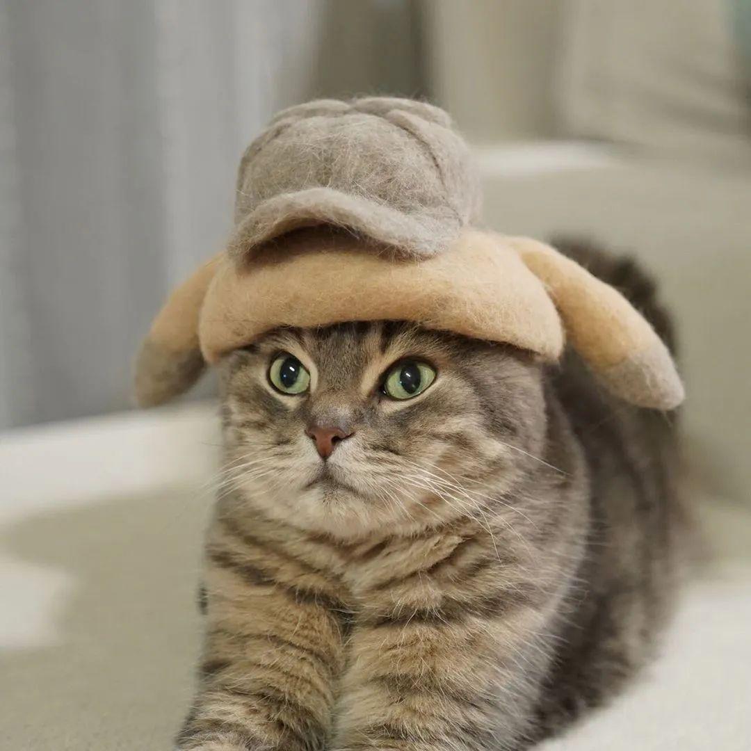 一只猫戴着帽子的图片图片