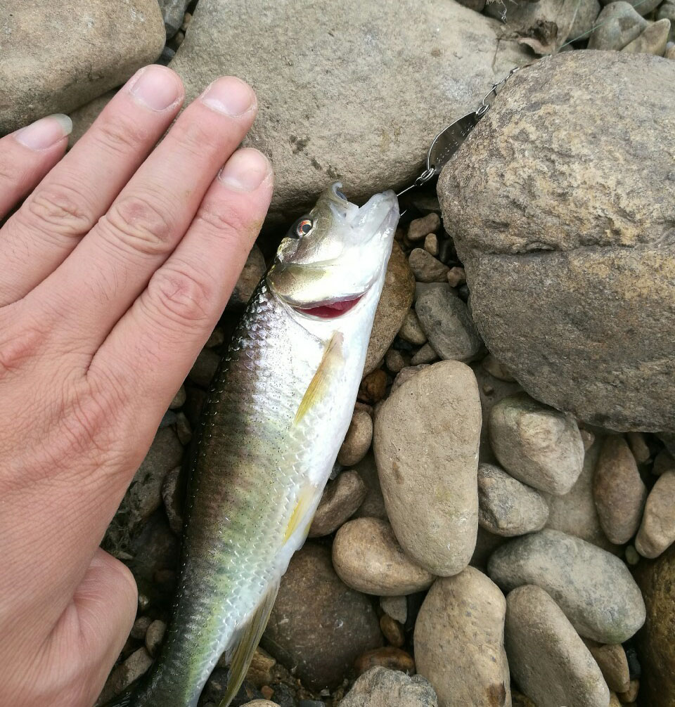 岸拋的話 你的餌會因為水流沖刷失去泳姿,馬口咬中也會繃不住線,導致