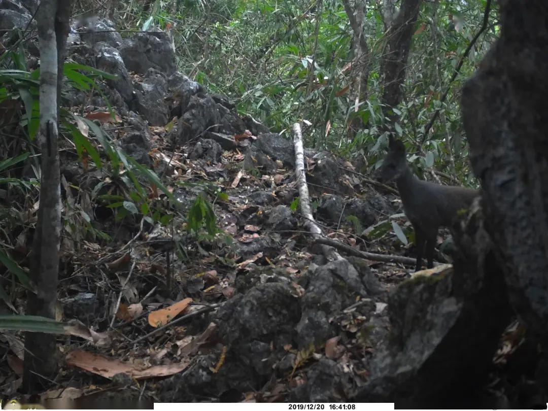 弄岗保护区红外监测仪拍摄到国家一级保护动物林麝