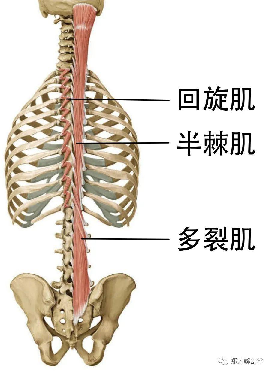 锥状肌图片