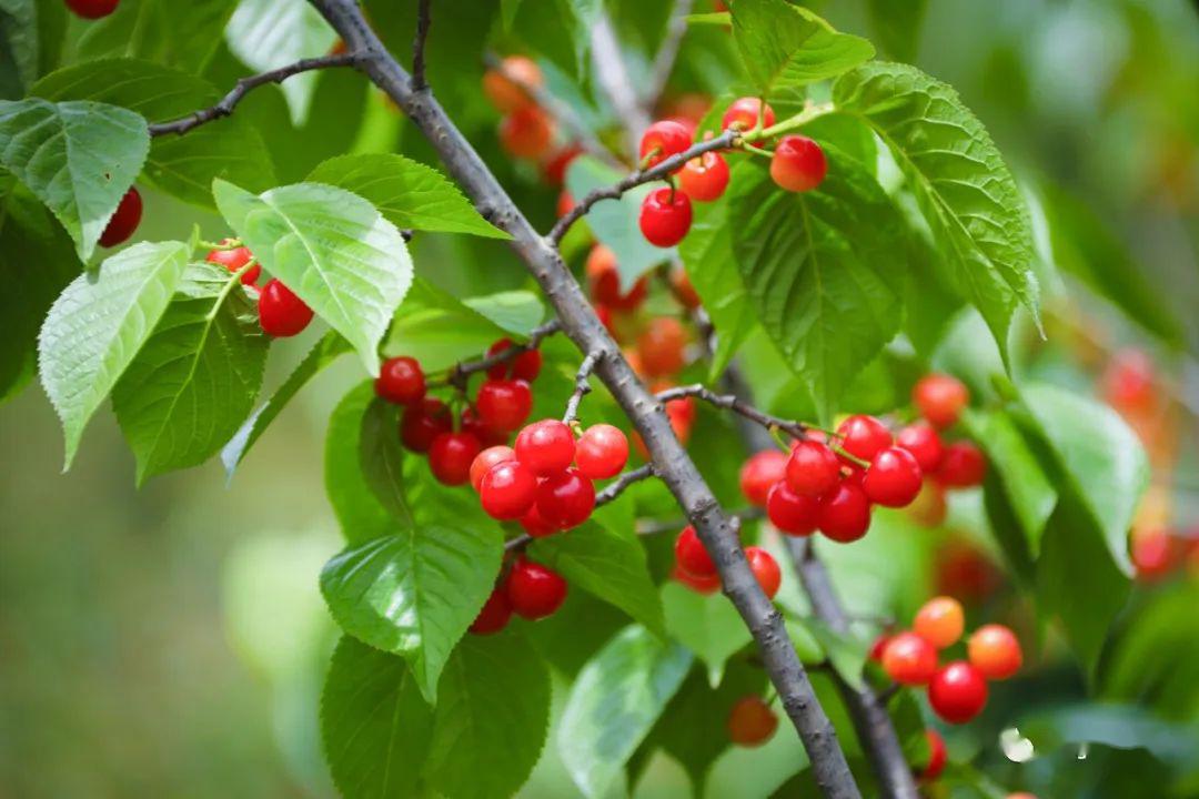 近段时间,大家期待已久,垂涎欲滴的威宁龙街樱桃成熟了!