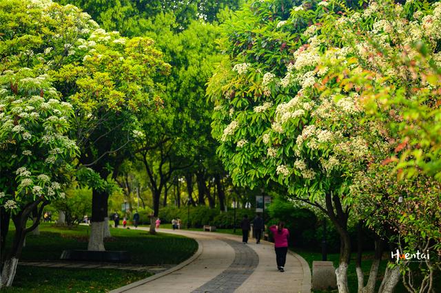 石楠花味道像什么(石楠花味道什么梗)
