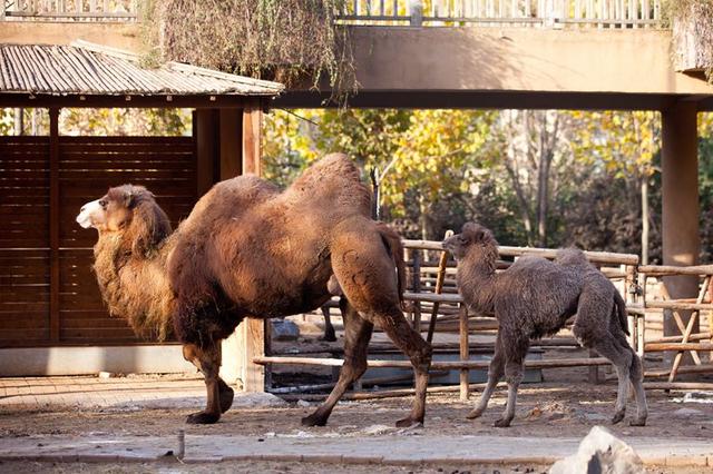 郑州动物园成人票30交通方便值得一看