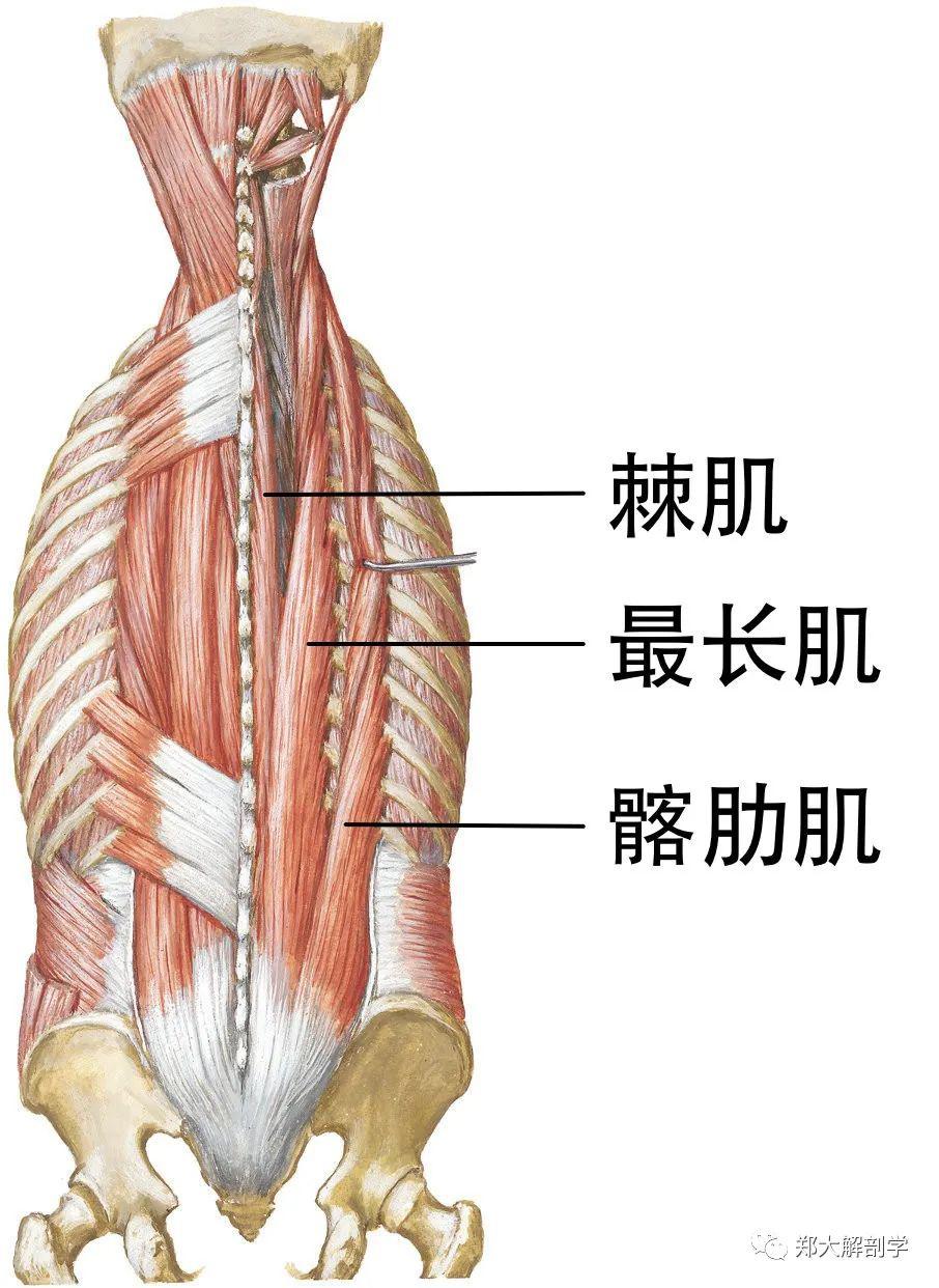 横突棘肌位于背部深处的横突棘肌,可细分为半棘肌,回旋肌,多裂肌