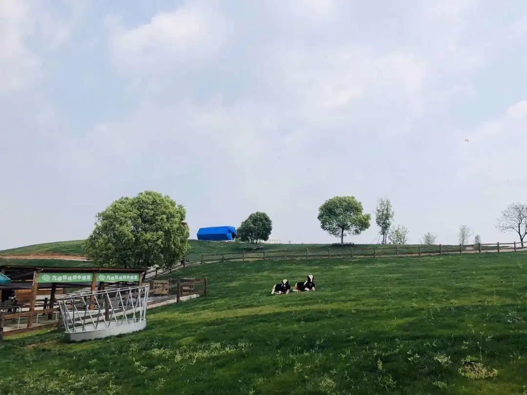 67春游野餐53周日保真劳动节牧场辛体验打卡新西兰牧场采青野餐放