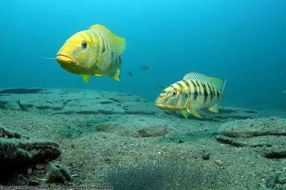 震撼水下实拍坦湖最大的慈鲷90天使