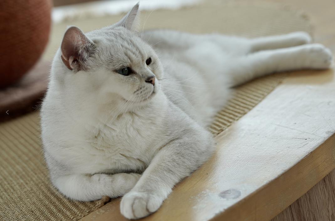 今天猫王出血,筱静亲自带货,你的猫猫幸福日来了!