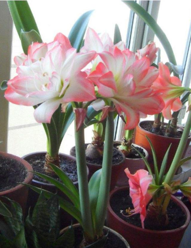 养好朱顶红盆栽全靠这5点!_时候