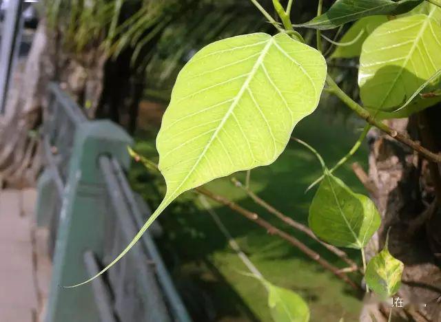 菩提樹菩提子