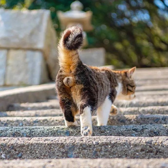 视角独特的喵星人摄影师拍摄的猫咪性感大片满屏都是ωωωω
